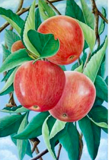 Comfort me with apples