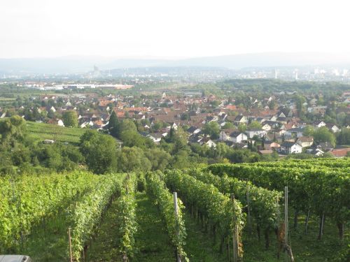 Vineyards near Constance