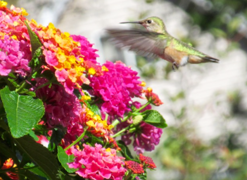 Screen Shot 2015-07-31 at 12.36.53 PM