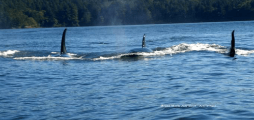 Screen Shot 2016-07-18 at 9.54.09 AM