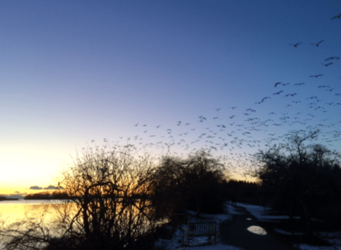 Screen Shot 2018-02-19 at 7.01.45 PM